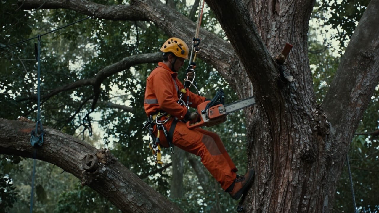 Arborist carefully pruning a dead limb from a large tree
